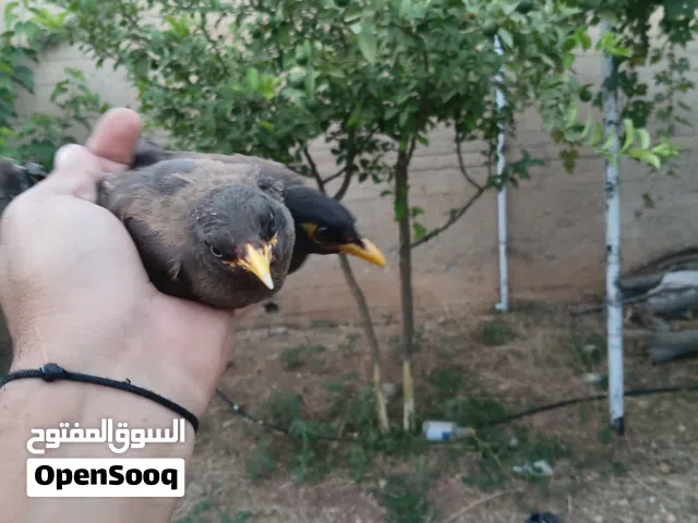 جوز مينا  5 دنانير