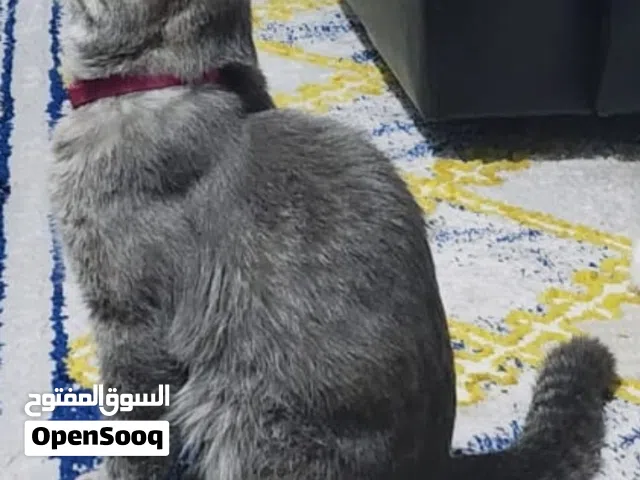 قط سكوتش هجين اليف