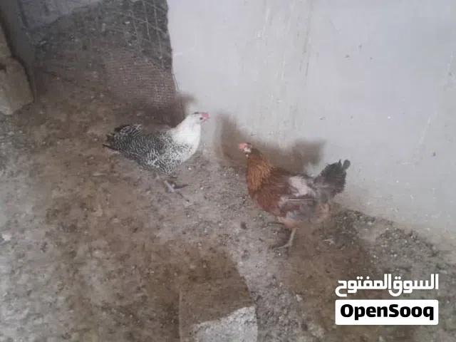 دجاج وطني للبيع