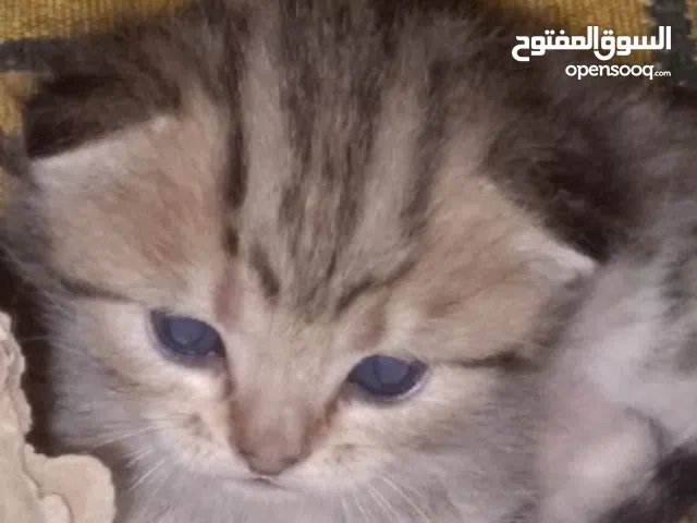 4قطط سكوتش عمرها 3اسابيع