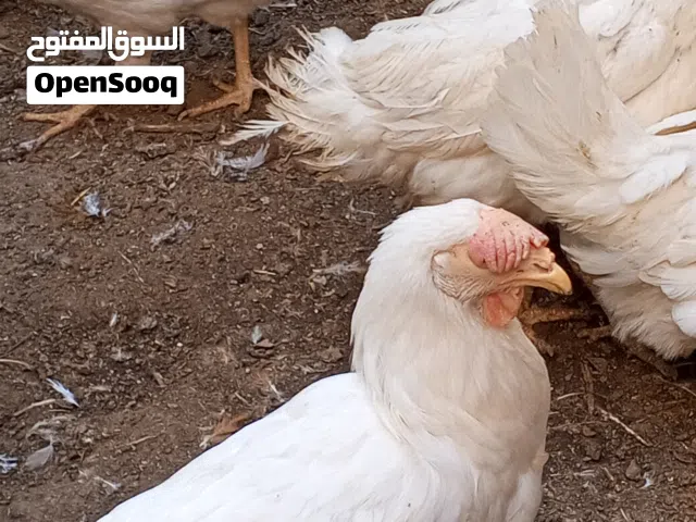 للبيع دجاج اللوهمان الابيض