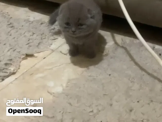 Scottish fold male