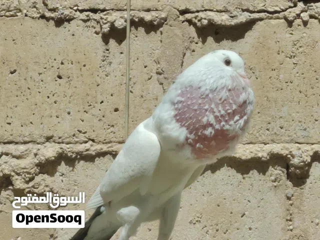 جواز منافيخ