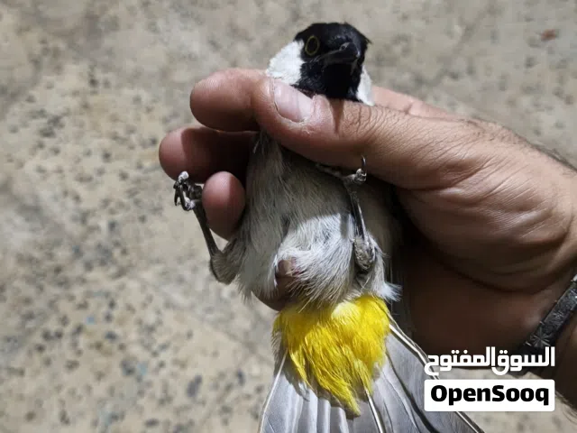 متاح طير مقابيل المطاوعه