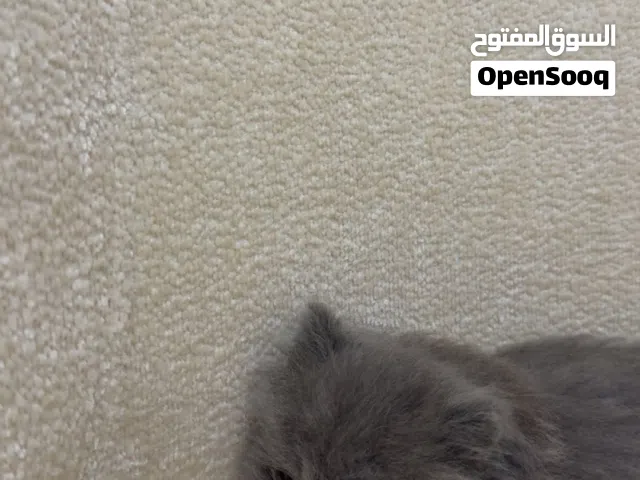 قطط صغيره عمرها شهر للبيع ذكر