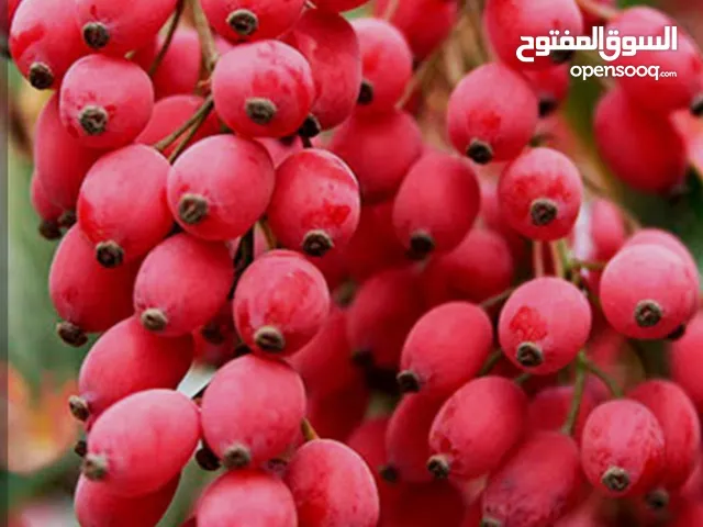 زرشة خراسان