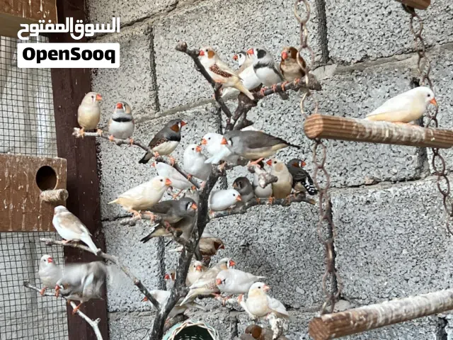 متاح براكة زيبره