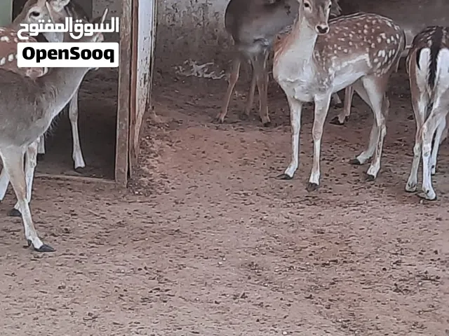 غزلان ذكور لحم ومقنوي