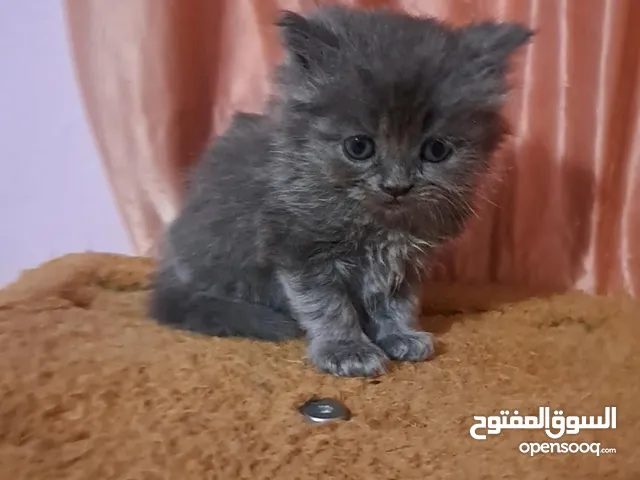 مجموعة قطط كتنز مميزة ما شاء الله شانشيلا ، بيرشن ، سكوتش ، شيرازي ، همالايا ( التفاصيل بالوصف )..