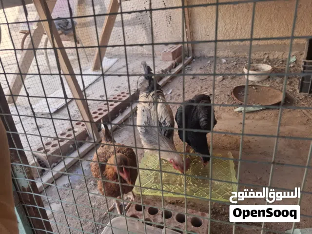 سلام عليكم البيع دجاج عرب ديج و دجاجتين