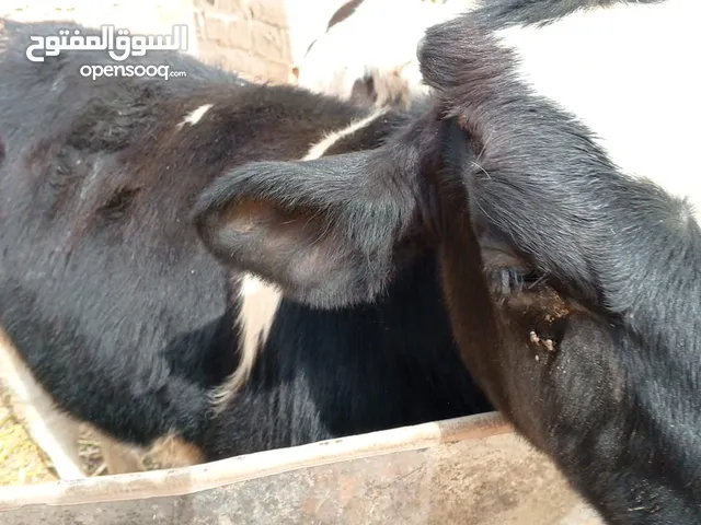 عجول عدد ثلاث3 صحه ونظافه