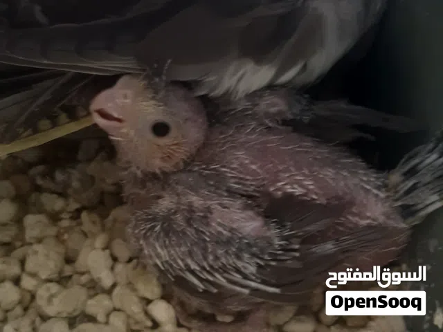 3 حبات كوكتيل وجوز كنار اقرا الوصف