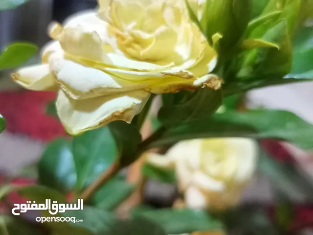 مشتل بيتي متوفر انواع نباتات خارجية وداخلية اقرا الاعلان تحت واسال عن أي نوع