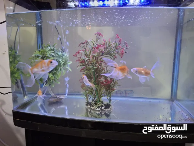 FISH TANK SET WITH 5 GOLD FISH