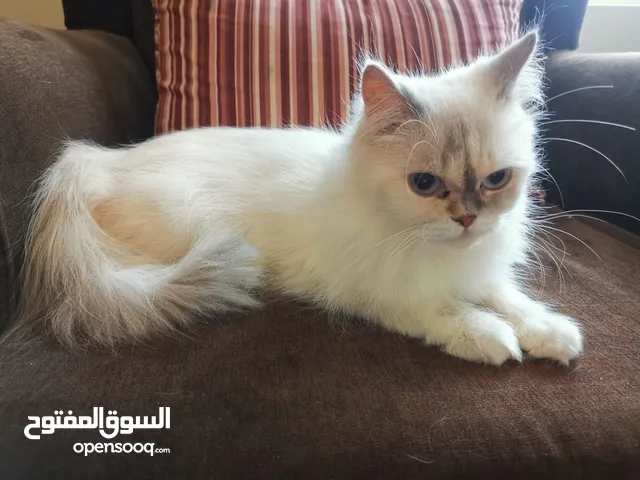 Female Cat for Adoption