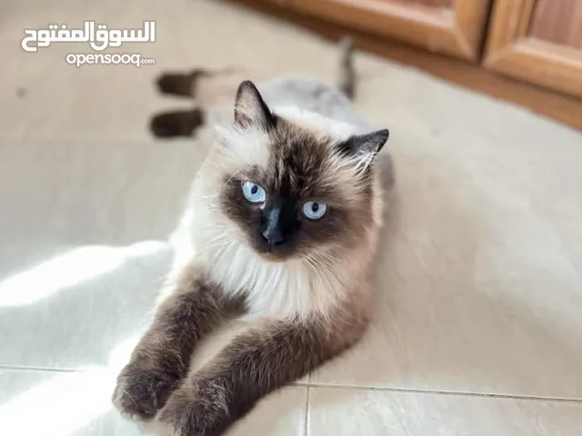 قط للبيع معو اغراص لسا جديده صحن مع ترابو