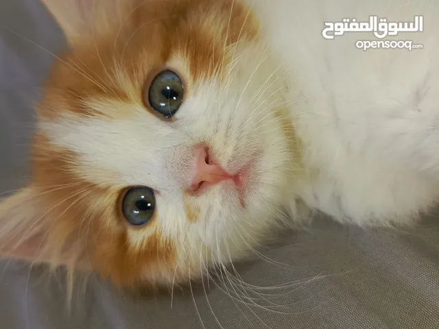 قط ذكر بلدي لعوب ومشاكس للتبني
