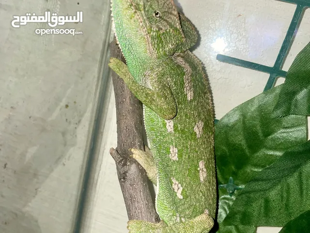 حرباء أليفة للبيع