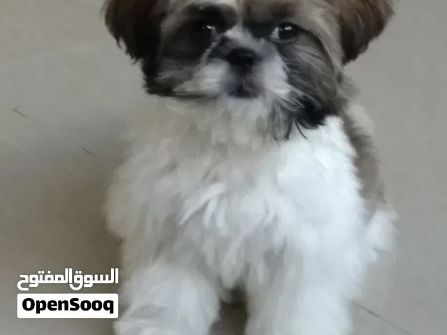 Shitzu Toy Breed, 4 year old, for free adoption due to relocating