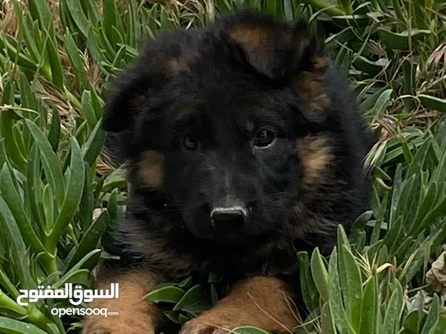 أنثى جيرمن شيبرد فل شولاين