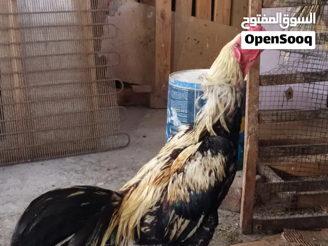 دجاج للبيع