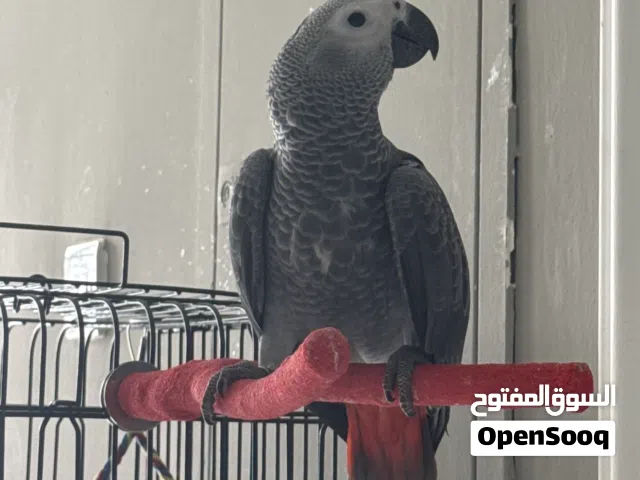 كاسكو سوبر جامبو