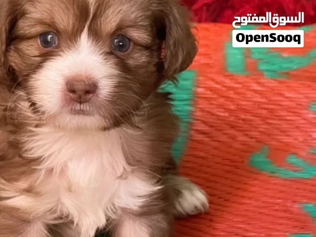 للبيع جراوه شيتزو