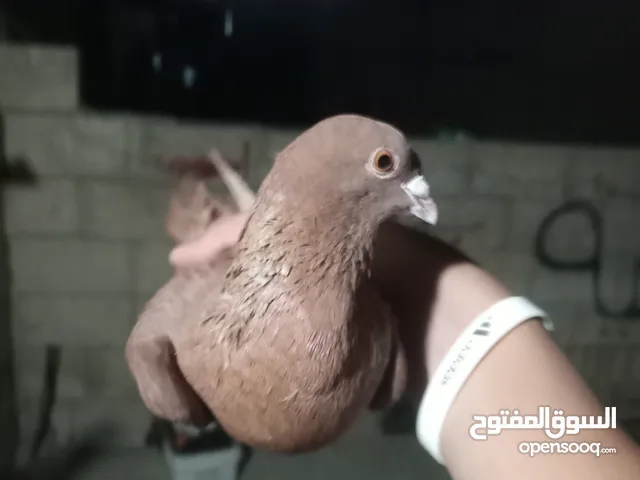 حمام للبيع سبع حبات للكش في الرشيد ممتازات انزل علوصف
