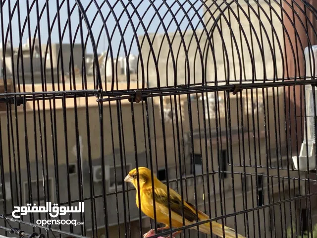 ذكر كناري هايج