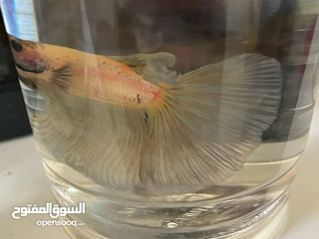 سمك فايتر واحواض للبيع