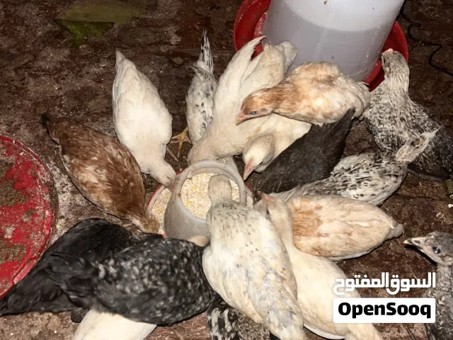 شواشيو للبيع