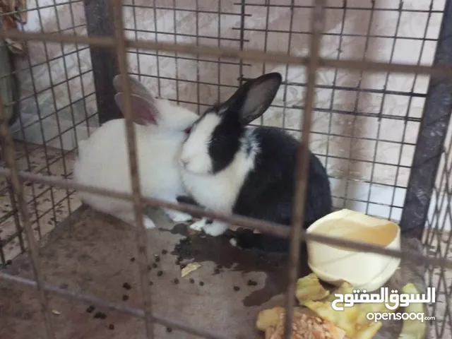 السلام عليكم متوفر أرانب للبيع او للبدل ....................،..،.....................،.،.،........