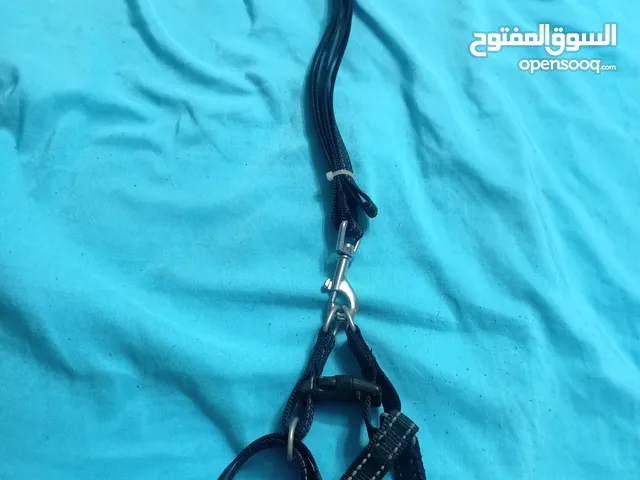 ليش جديد لكلاب صغيرة وطبق اكل ملون و فرشة شعر