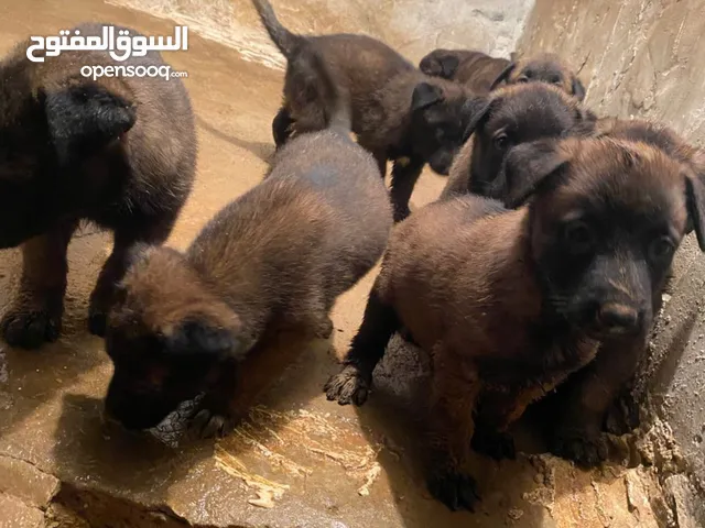 جراوي مالينوا درجه اولا مغنجات