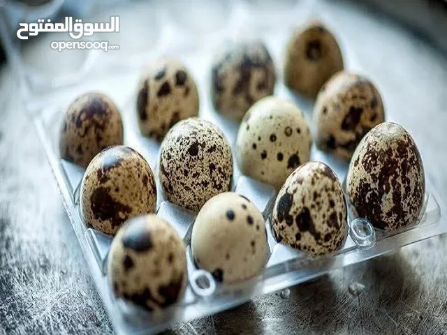 بيض سمان تفقيس ومائدة