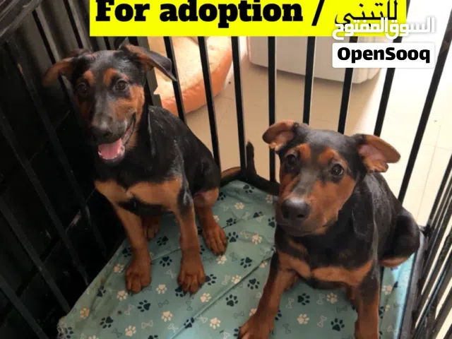 كلبين ذكر وأنثى لتبنيfor adoption German xdo