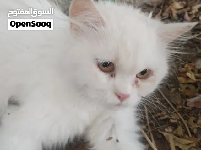 سنوره شيرازيه جميله