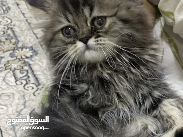 قطط للبيع بالخبر cat