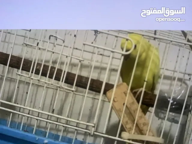 ببغاء درة العمر ثمان شهور بسعر مغري