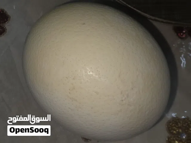 ostrich eg shells for decoration and art work