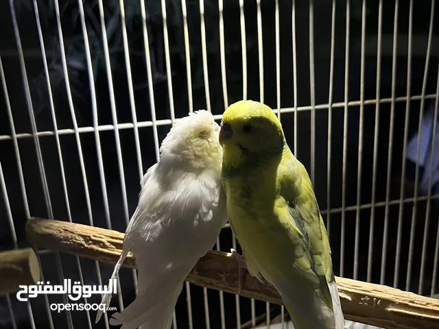 باقلينو للبيع قريب بيدحي