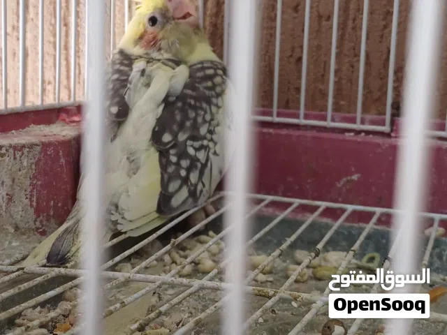 كوكتيل ازابيل للترويض