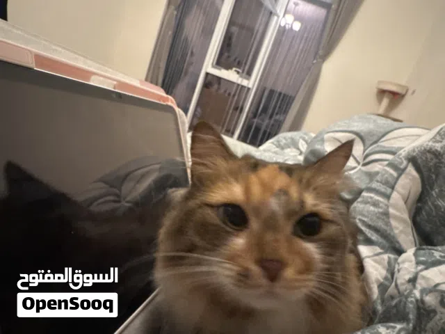 قطة للبيع او للتبني