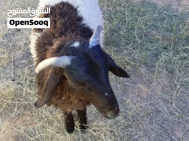 نعجه تحتها فطيمه تاني بطن واول بطن تلاته خرفان ربي ايبارك للبيع وخروف عمره سته شهور و15يوم  السعر