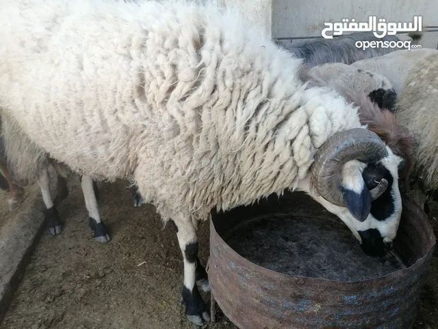 كبش قبرصي اصلي ذيل جزره رباعي للبيع او بدل على ثنايا قبرصي