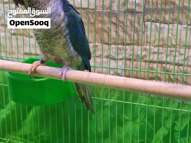 ببغاء  كنيور كرين شيك