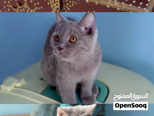 للبيع قط ليلك