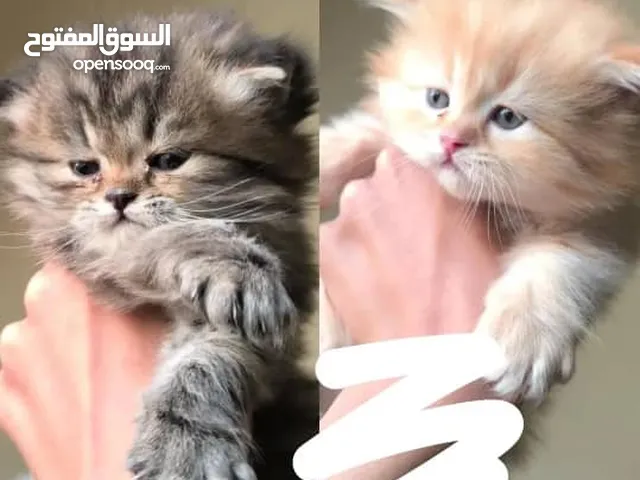 قطط شيرازي للبيع عمر شهر