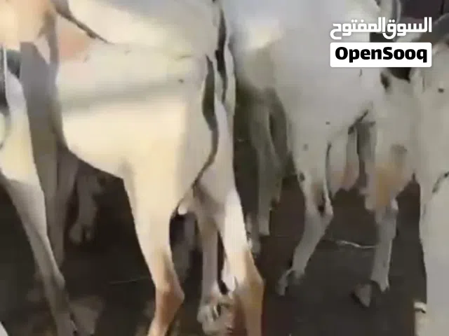 اغنام مطعومه للبيع جدايه صوماليه يترا وح السعر من 75 الي 100 وايضا يوجد احجام كبيره