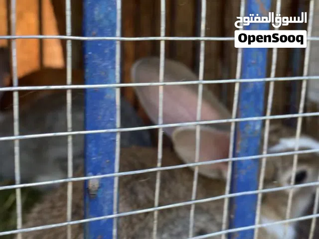 ارانب ذكور بلدي للذبح فرنسي حجم جامبو عمر تقريبا ثلاث شهور